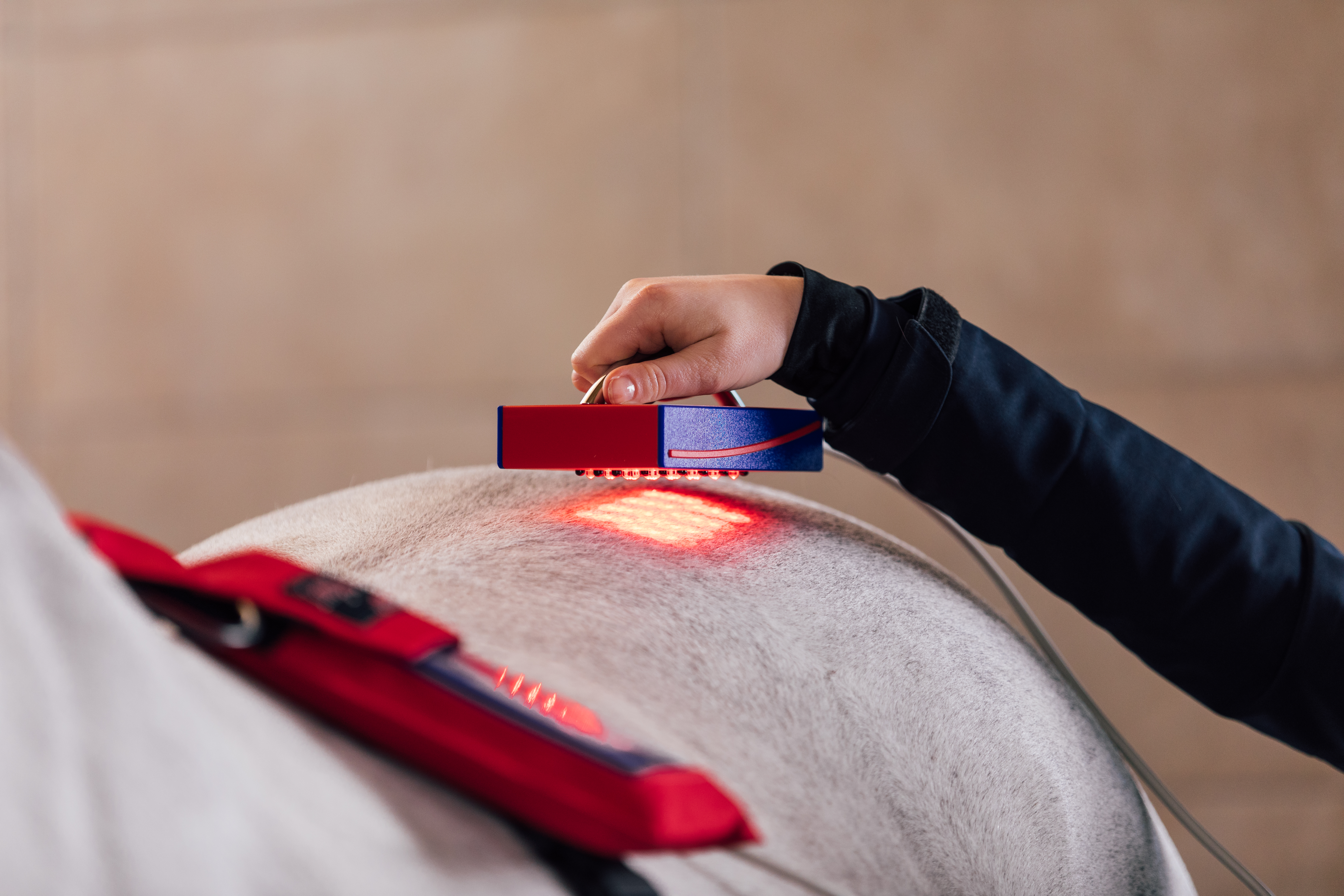 Activo-Med WLP Shower auf der Pferdekruppe