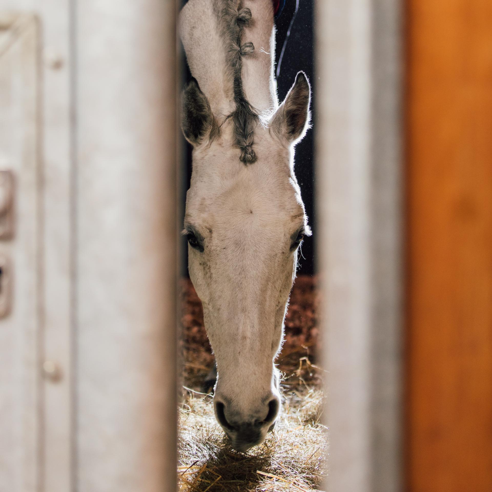 Pferd mit Activo-Med Decke durch die Boxentür fotografiert 