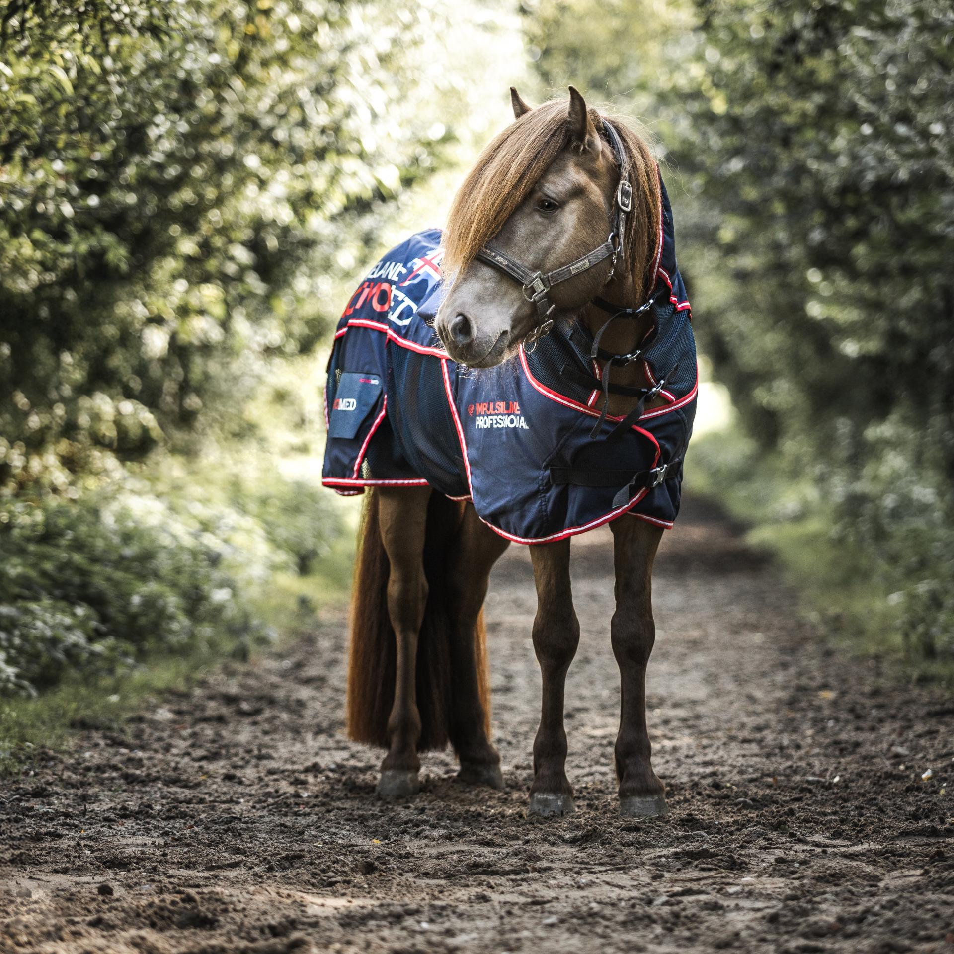 Islandpferd mit Island-Decke